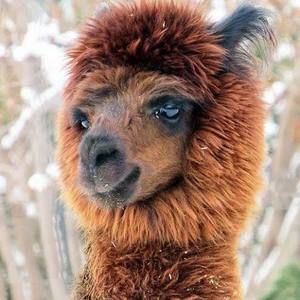 Meet your Posher, Alice